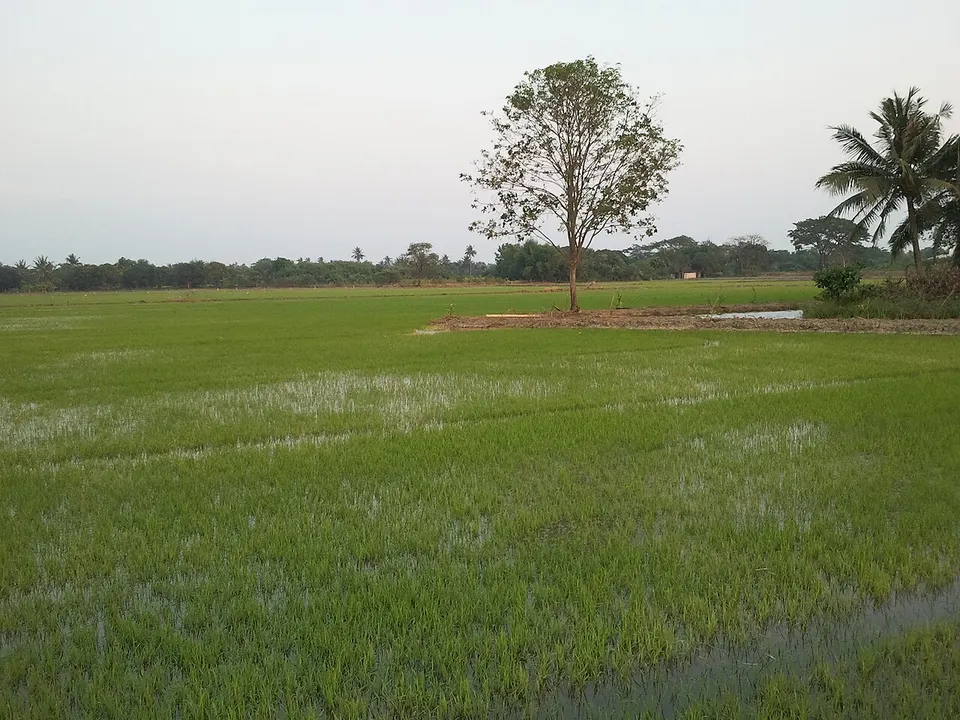 Rice fields and trees — Nakhon Pathom Province, Thailand