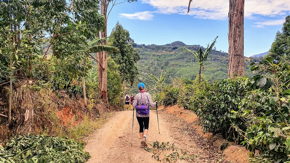 Walking trail through a wooded mountain landscape — Provincia San José, Costa Rica