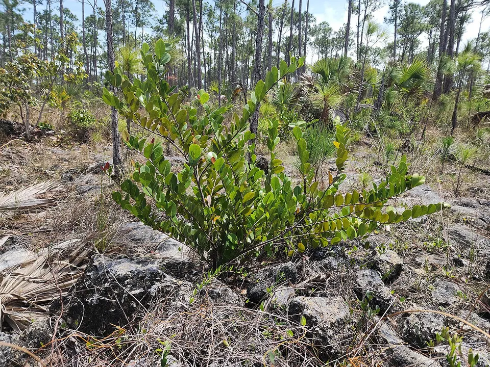 Chrysobalanus icaco in seasonally wet pineyard - Abaco National Park - April 2026 — South Abaco, Bahamas