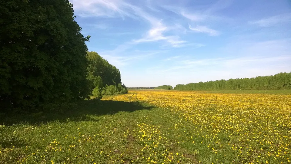 На опушке. Чистопольский р-н. РТ. Май 2014 - panoramio — Tatarstan, Russia