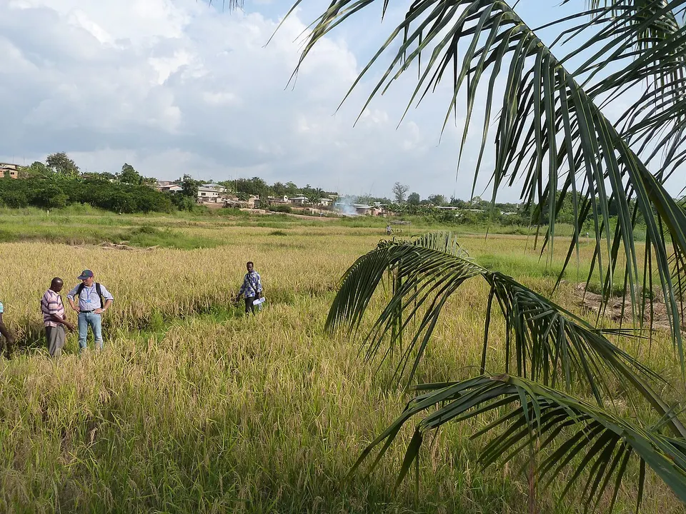Sawah rice cultivation in inland valleys in Ashanti region, Ghana - panoramio (14) — Ashanti Region, Ghana