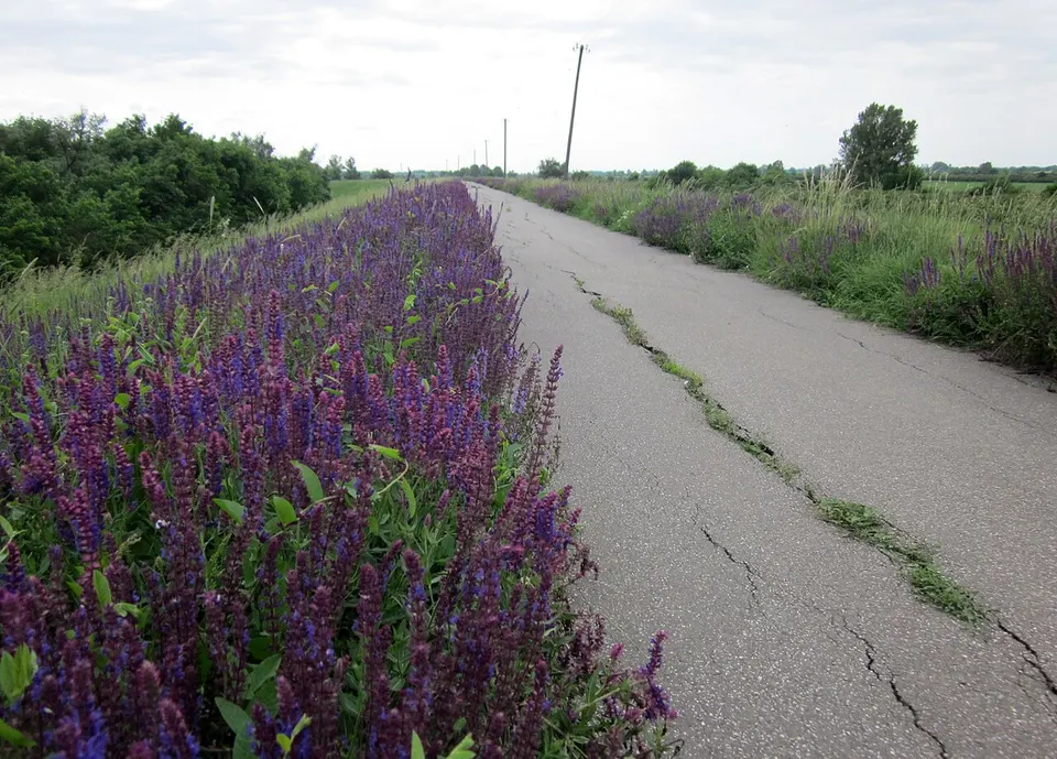 Tisza river dike near Mártély, Hungary - panoramio — Csongrád-Csanád, Hungary