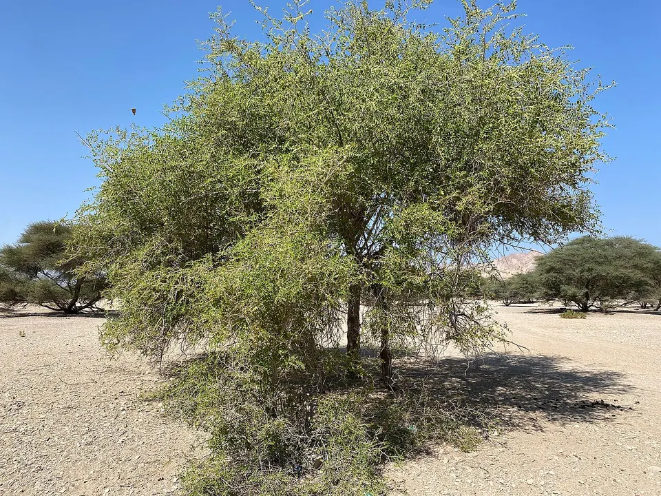 Ziziphus spina-christi tree — Muscat, Oman
