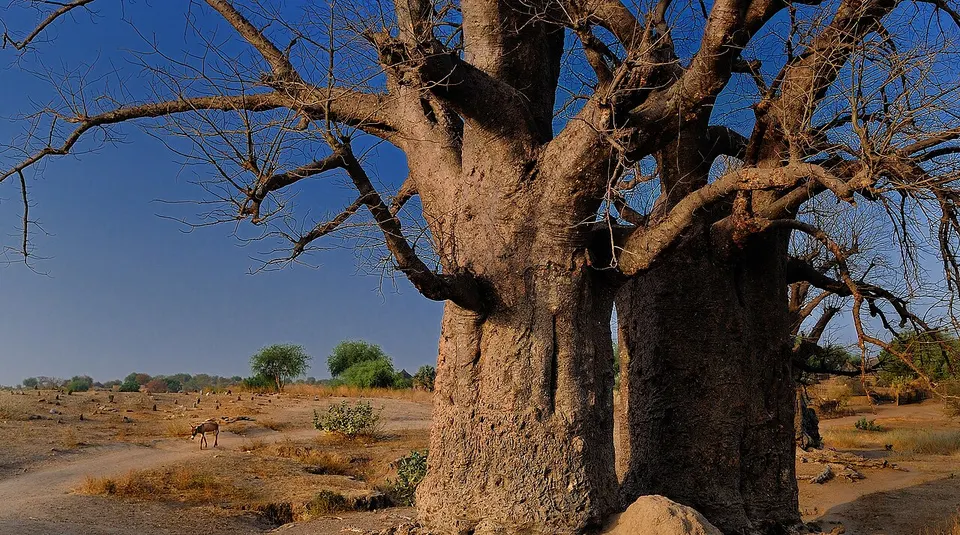 Donkey Walk, Sudan - panoramio — Blue Nile, Sudan