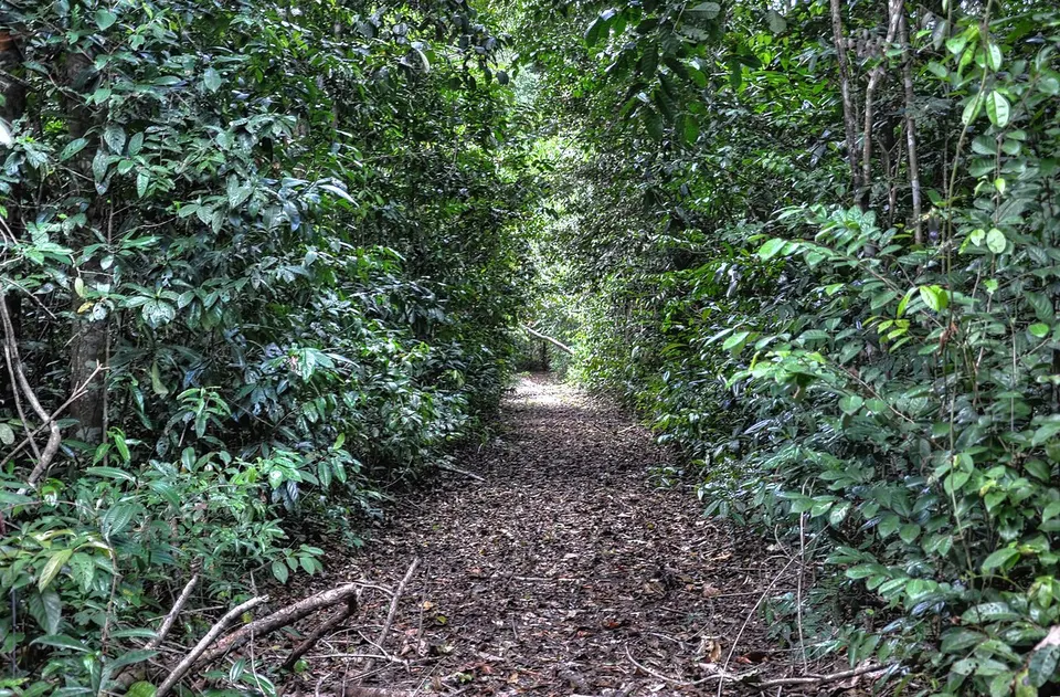 Warapana Logging Trail - panoramio — Pomeroon-Supenaam, Guyana