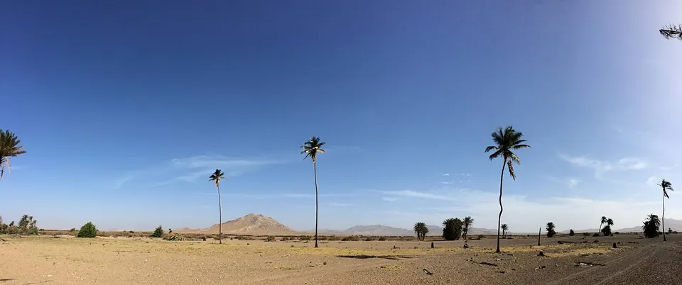Palm trees in an arid landscape — Boa Vista, Cabo Verde