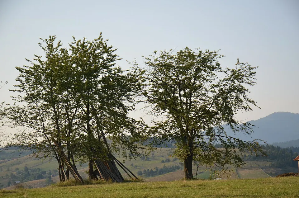 Zapis-0790-Rudno-Dzodica-tresnja 20160723 6746 — Raska District, Serbia