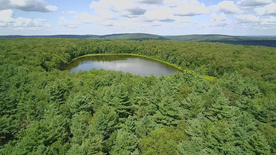 Muller Hill State Forest, view of Pond — New York, United States