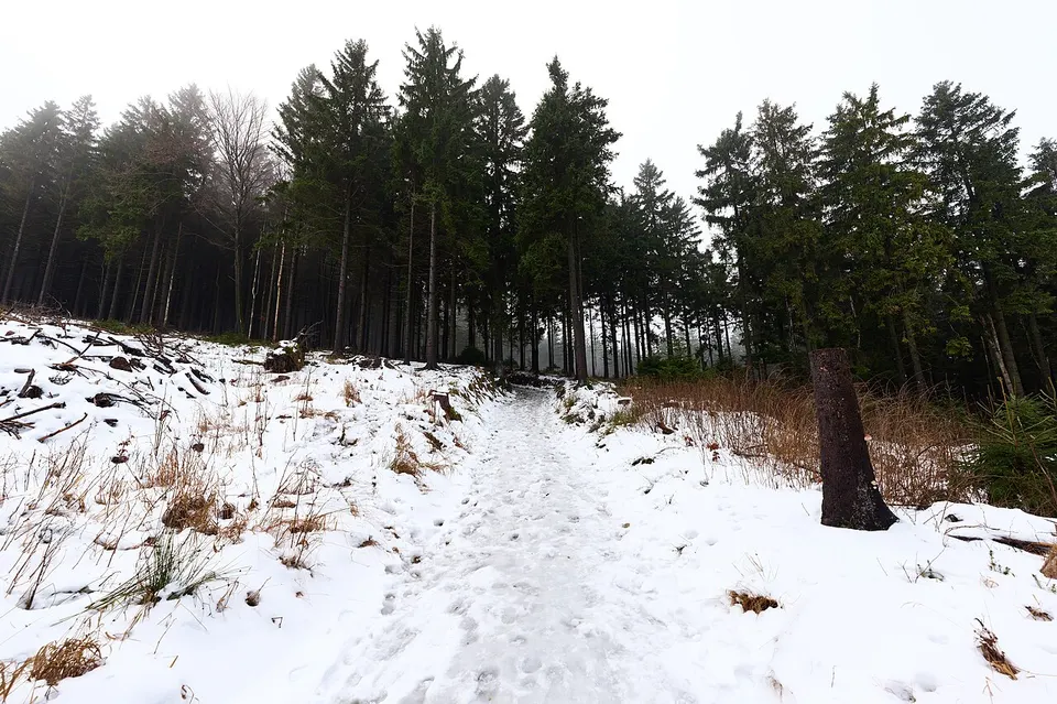 Snow-covered woodland — Liberecký kraj, Czechia