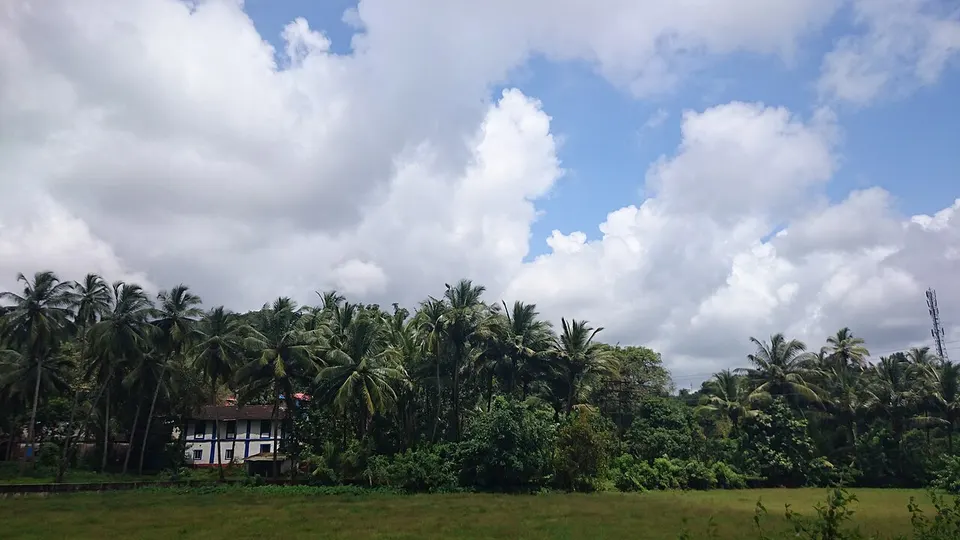 Coastal palms and wooded hills — Goa, India