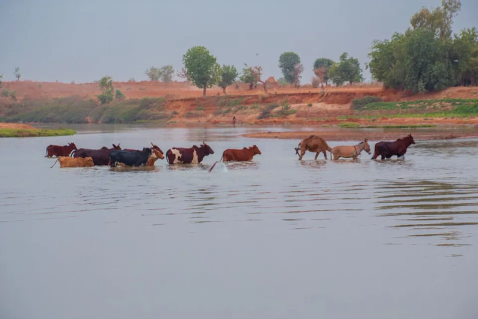 Animals crossing the river in Kebbi, Nigeria — Kebbi, Nigeria