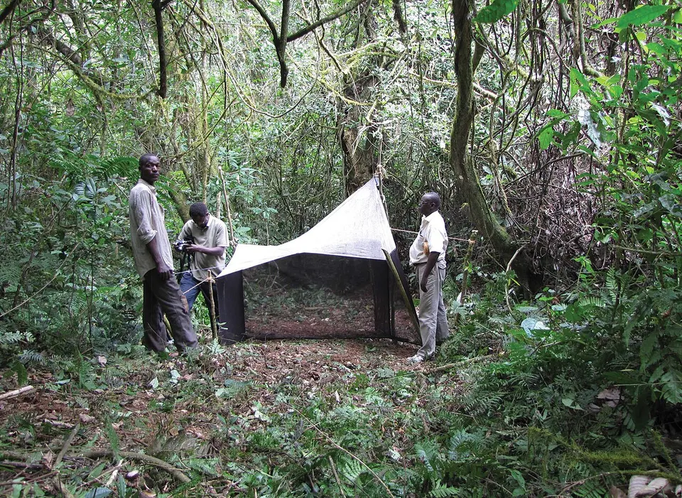 Bururi National Forest (10.3897-AfrInvertebr.60.38432) Figure 19 — Bururi, Burundi