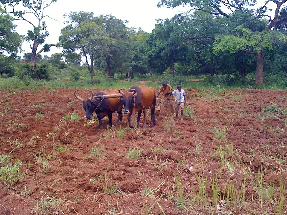 Culture attelee Ferke3 — Savanes, Ivory Coast