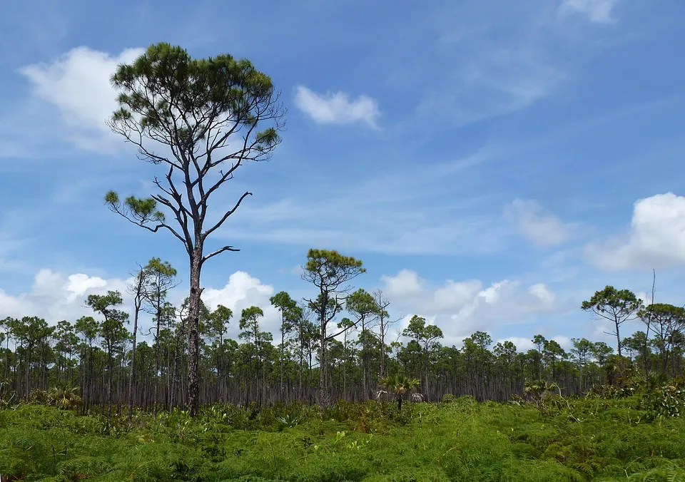 Pinus caribaea var bahamensis Lucayan National Park 2 — East Grand Bahama, Bahamas
