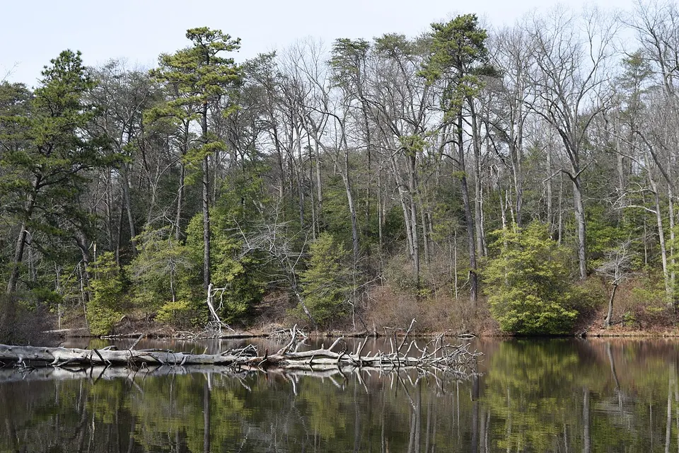 LakeWaterfd Fallen Tree — Maryland, United States