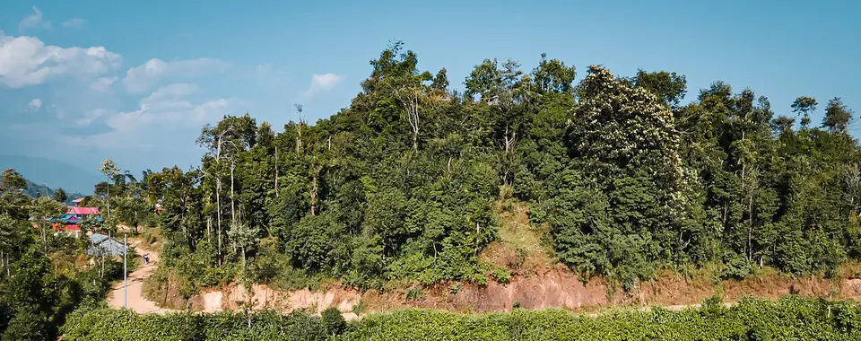 Changsing Yak Hamrjung Tehrathum Nepal — Province 1, Nepal