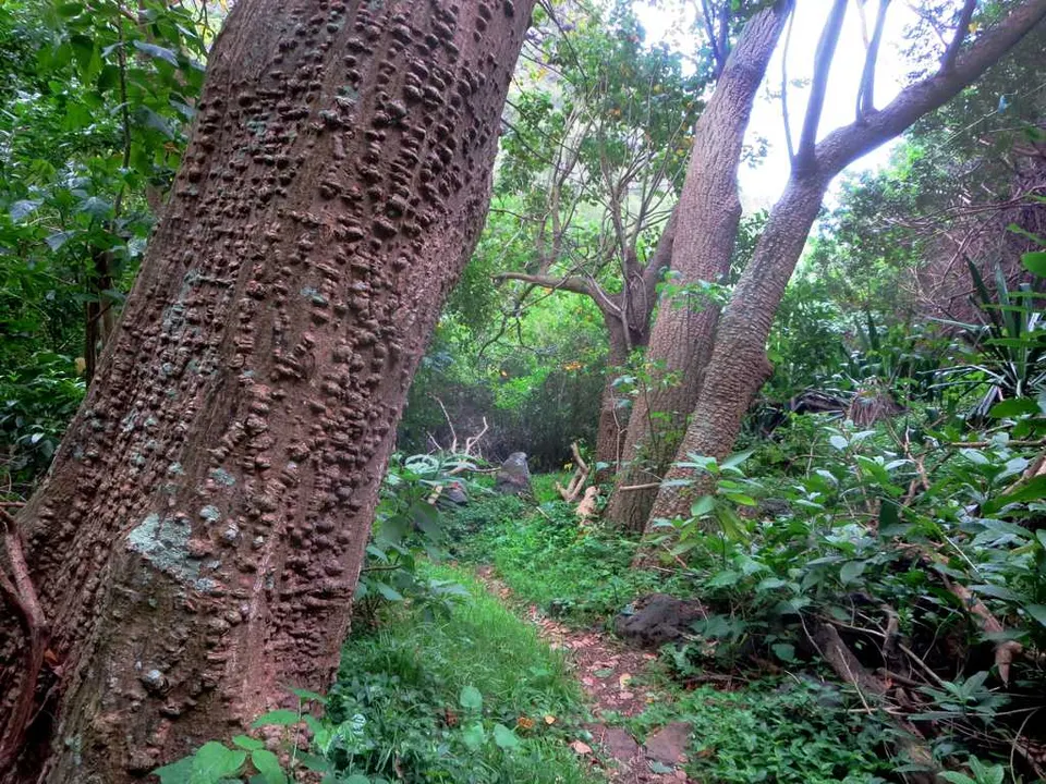 Trees and dense woodland — Saint Helena, Saint Helena