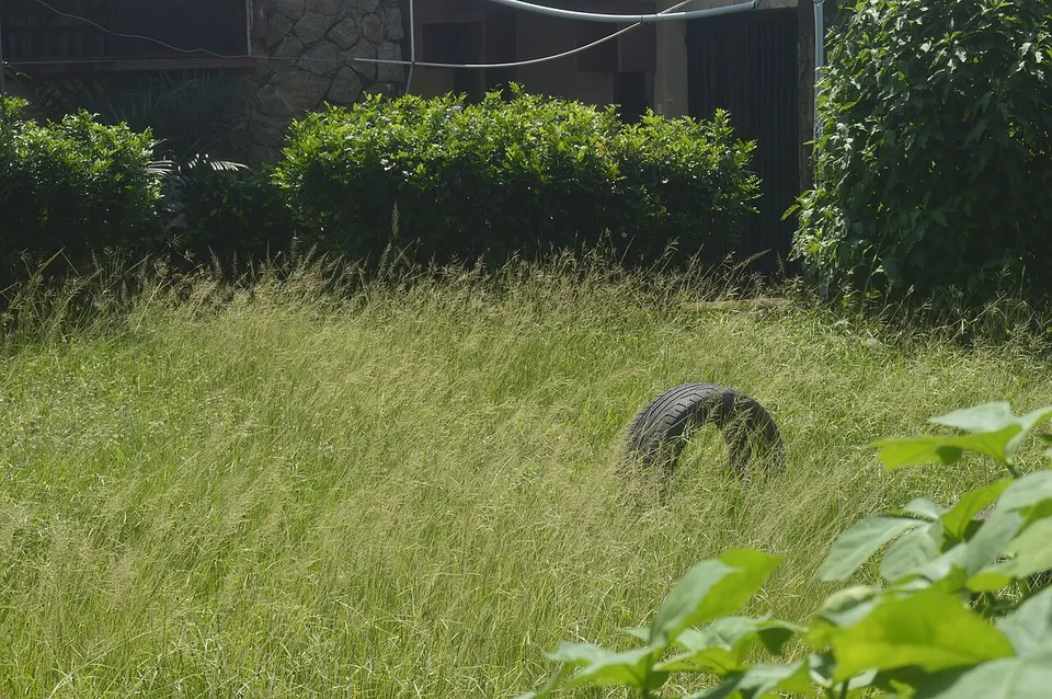 Bushy front yard of a house in Ibadan, Nigeria — Oyo, Nigeria