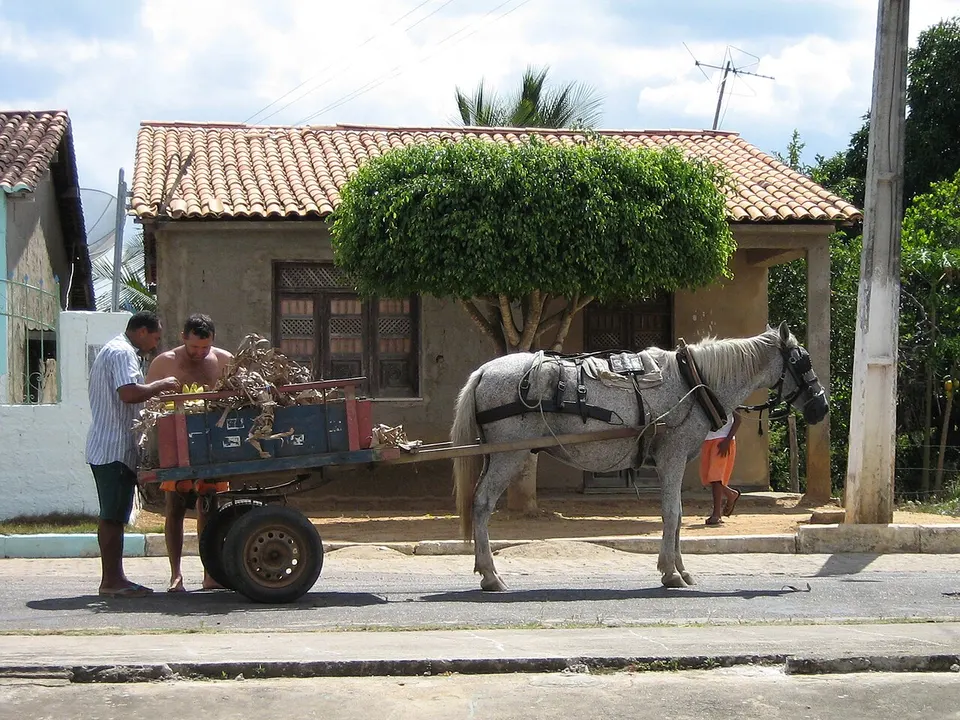 Paard en wagen (373644026) — Sergipe, Brazil