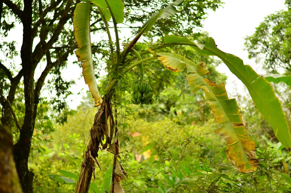 Quê hương - mùng 1 tết - panoramio (3) — Hà Nam, Vietnam