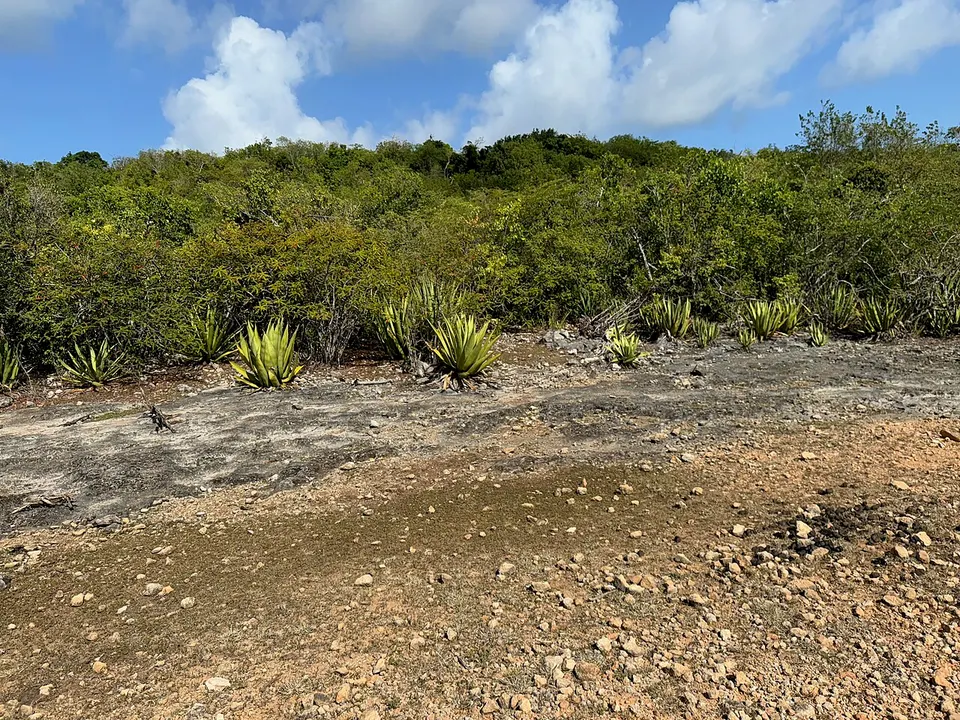 Barbudan landscape B 04 — Barbuda, Antigua and Barbuda