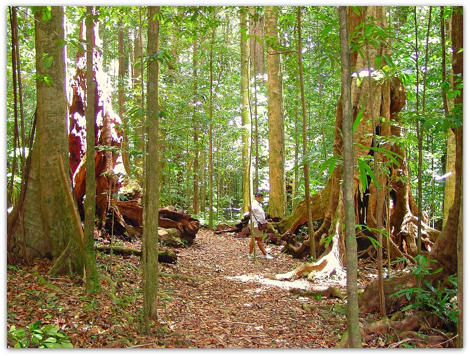 Along the Syndicate Trail,Dominica — Saint Peter, Dominica