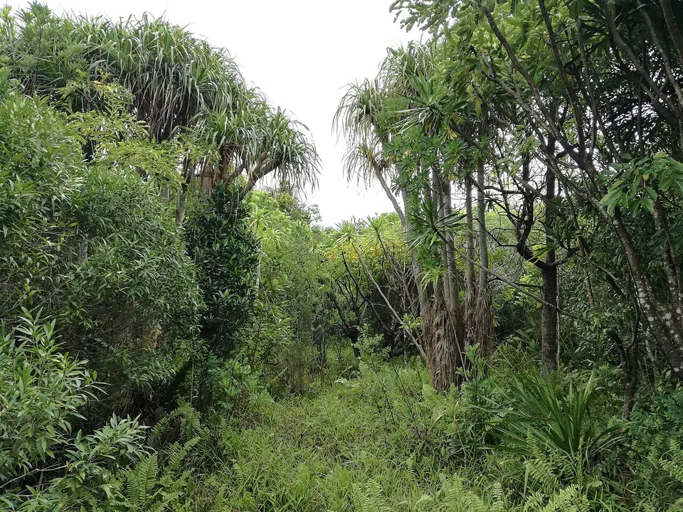 1 Endemic flora at Grande Montagne NR b — Rodrigues, Mauritius