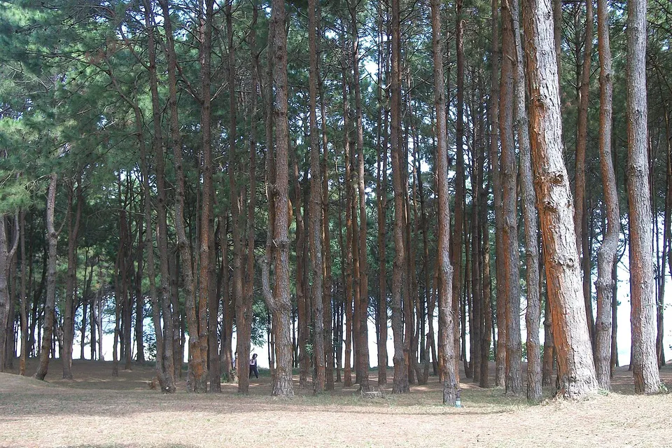 พระตำหนักเขาค้อ Pine forest - panoramio — Phetchabun Province, Thailand