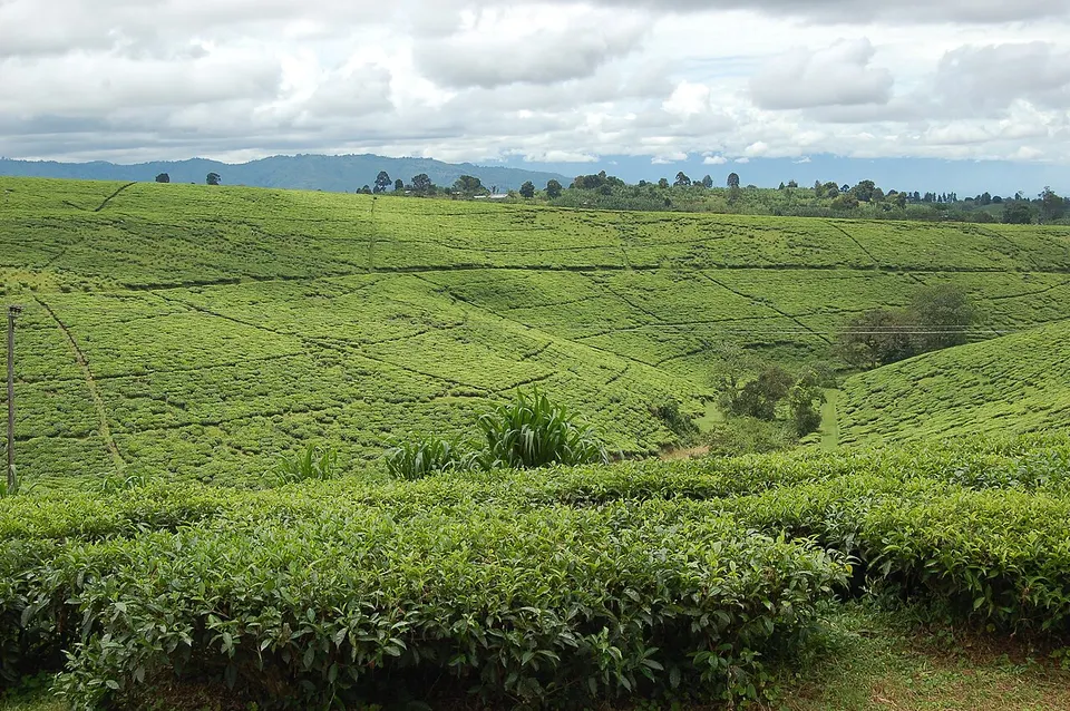 Tea fields, Tukuyu, Tanzania — Mbeya, Tanzania