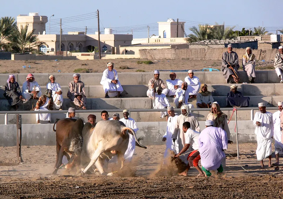 Oman bullfighting (4) — Al Batinah, Oman