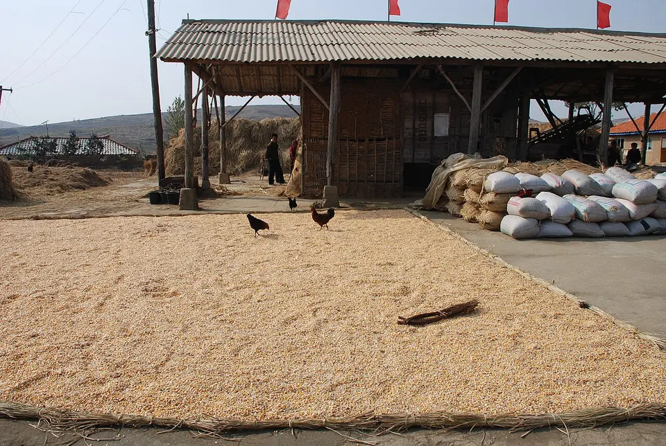 Maize harvest in South Hwanghae — South Hwanghae, North Korea