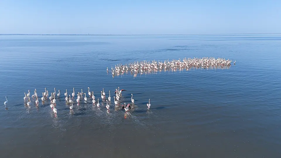 Flamingos in the sea of the Sulaibikhat Bay Reserve — Al Asimah, Kuwait