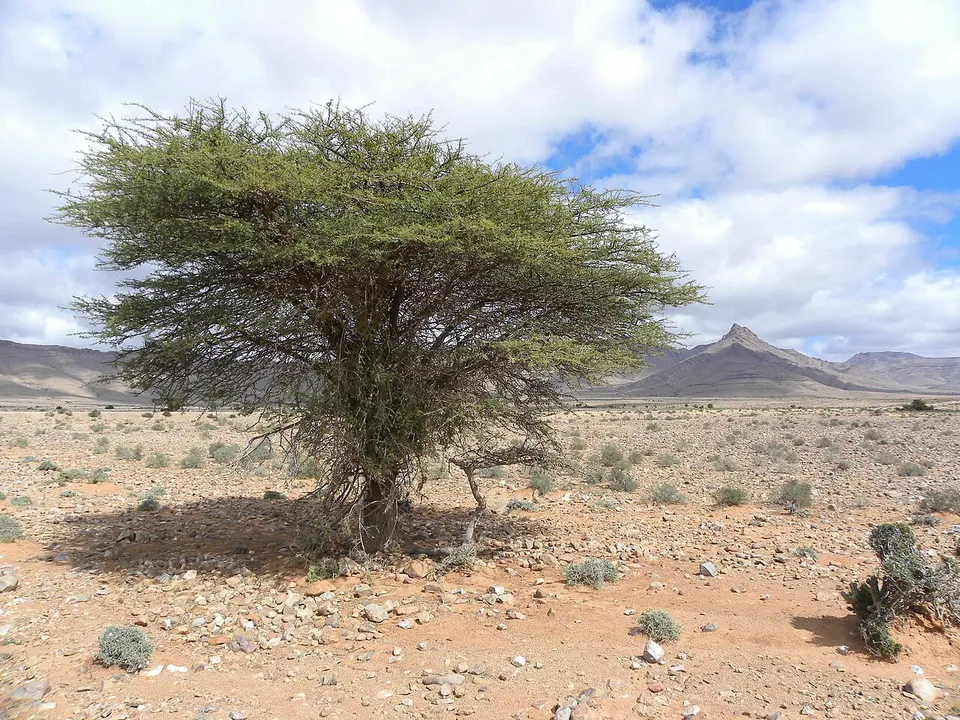 Acacia tortilis in der Halbwüste zwischen Guelmim und Assa — Guelmim-Oued Noun, Morocco