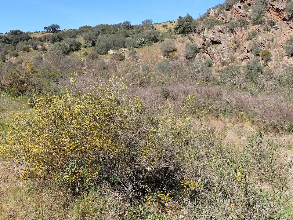 Genista polyanthos kz14 — BEJA, Portugal