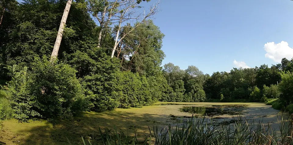 Staw na Barbarce (Toruń) — Kuyavian-Pomeranian Voivodeship, Poland