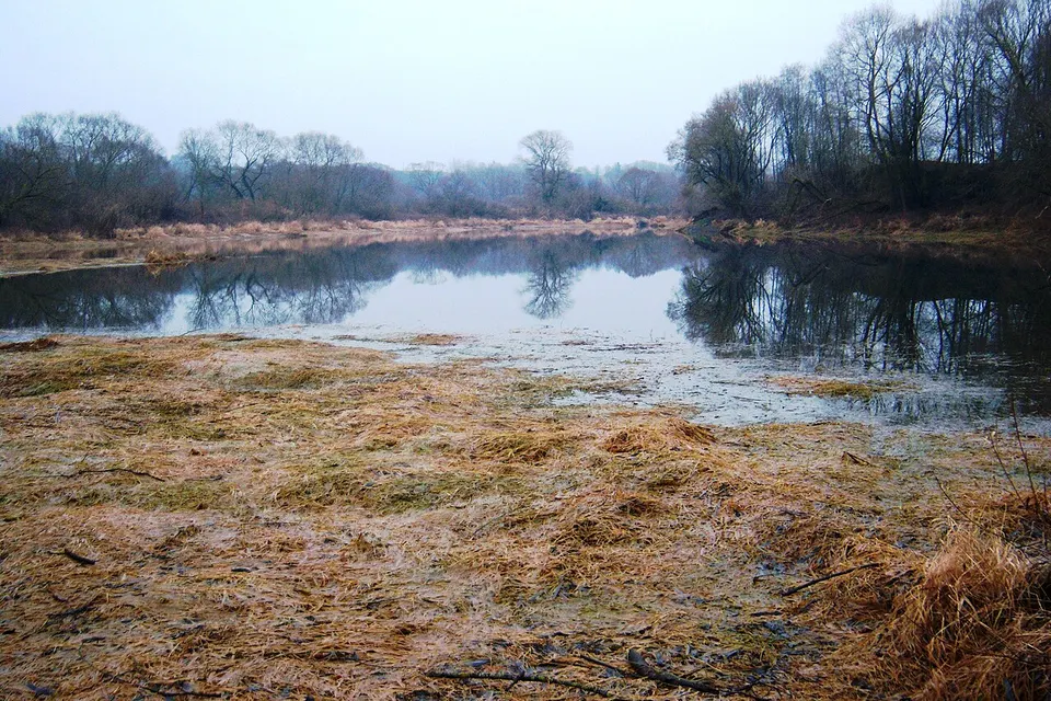 Wetland and trees — Kaunas County, Lithuania