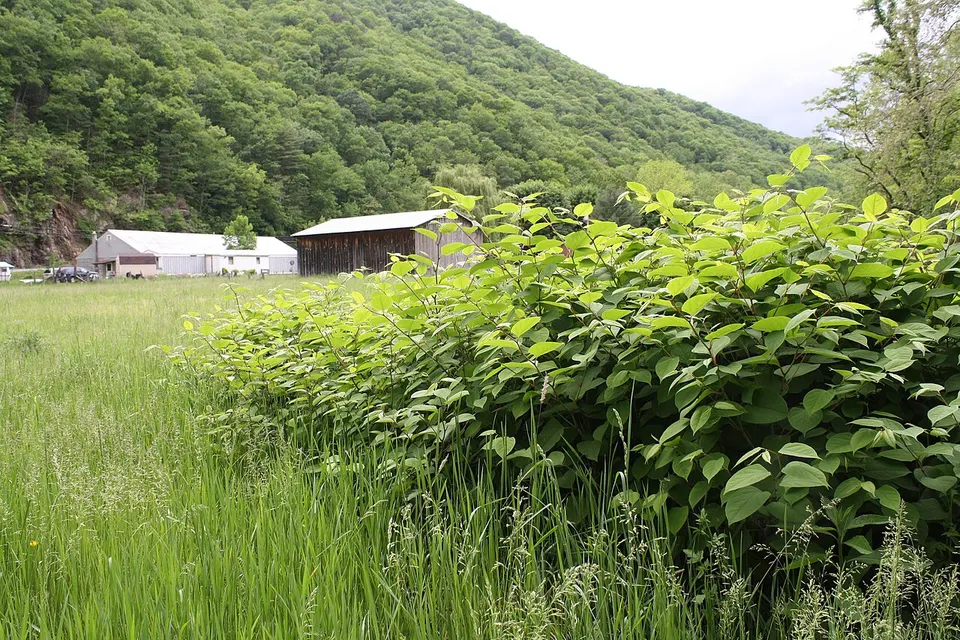 Expansion of Japanese Knotweed — West Virginia, United States
