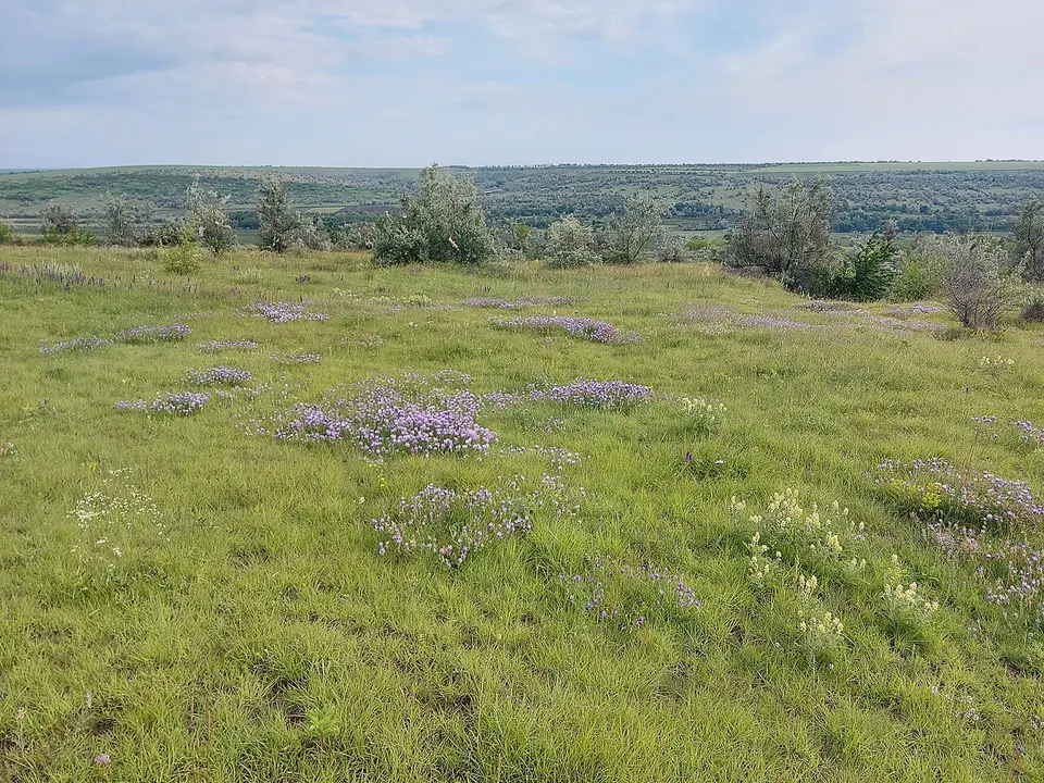 Flora caracteristică de stepă — Causeni, Moldova