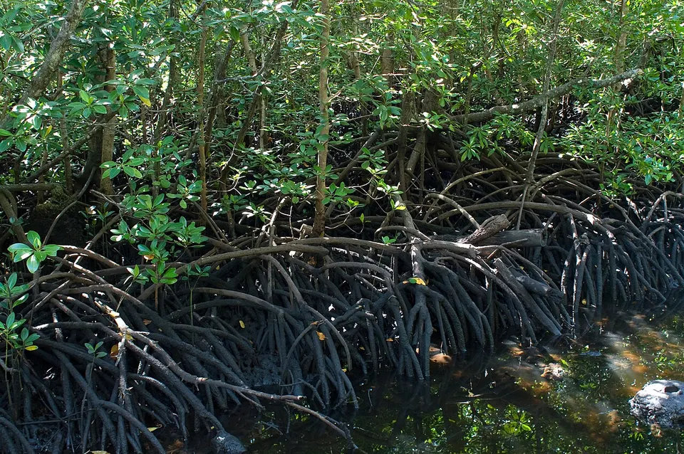 Mangrove Zanzibar — Zanzibar South & Central, Tanzania