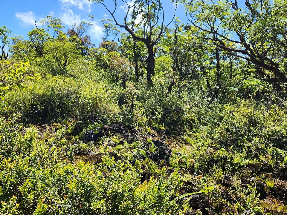 Vaccinium whitmeei - Shelomi Doyle - 505455770 — Gaga'ifomauga, Samoa