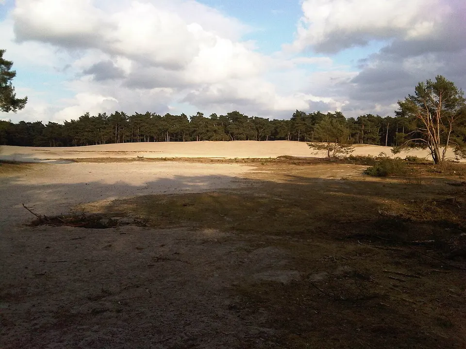Sandy landscape and woodland — Overijssel, The Netherlands