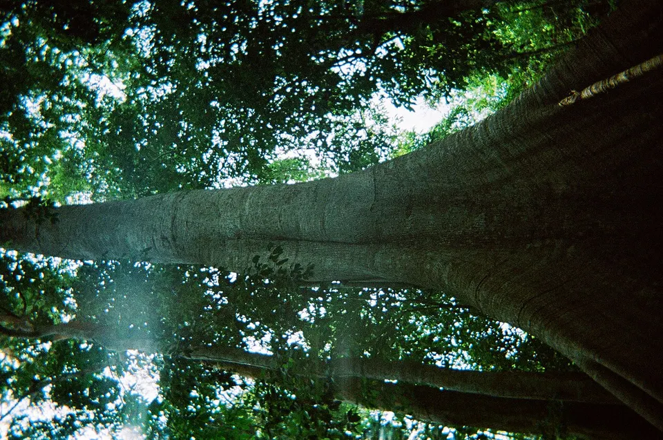 Sumaúma - FLONA — Para, Brazil