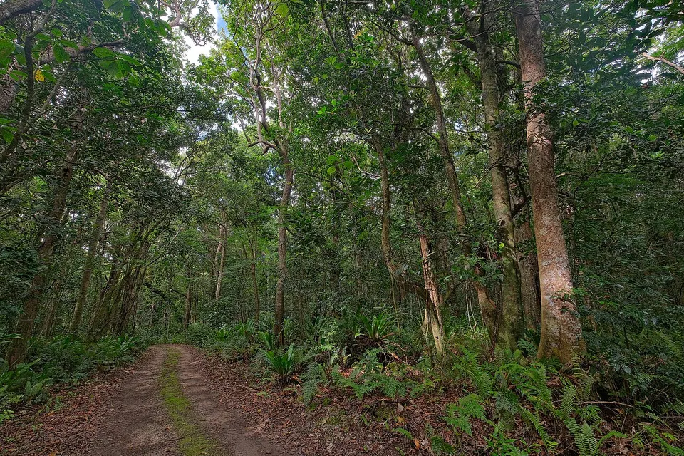 Namoui Bush Road through forest — Makefu, Niue
