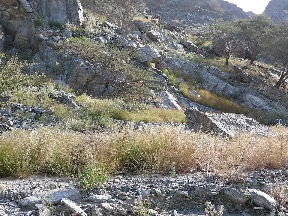 Greenery among Dry mountains — Fujairah, United Arab Emirates