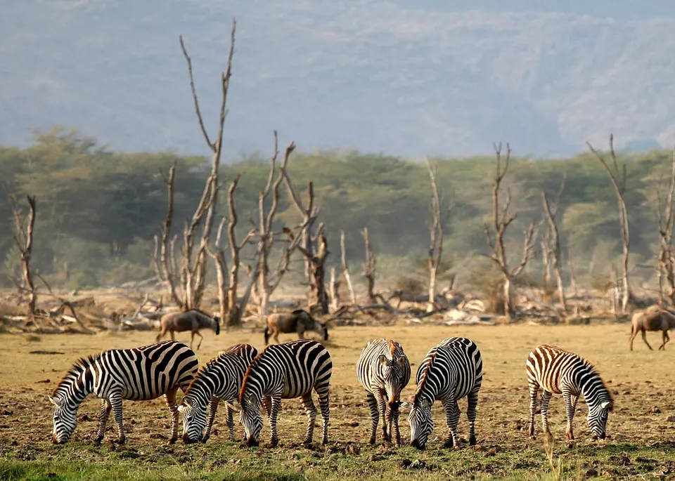 Lake Manyara Wildlife — Manyara, Tanzania