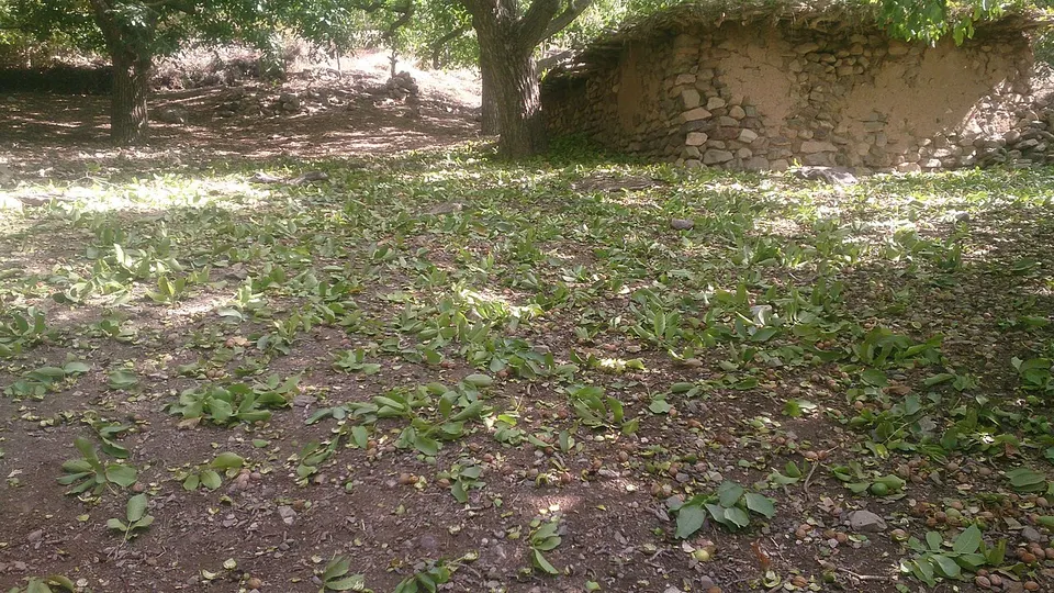 برداشت گردو در دامنه6 — Kerman, Iran