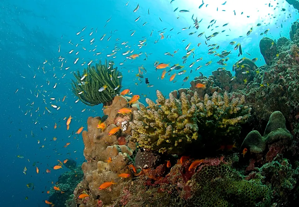 The Coral Reef at the Andaman Islands — Andaman and Nicobar Islands, India