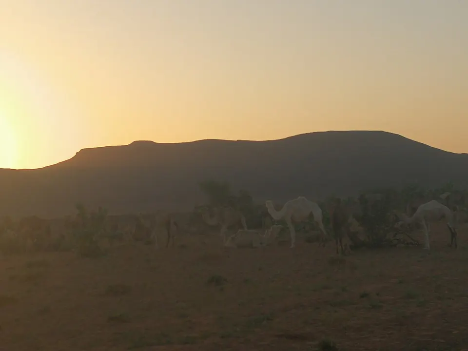 Sun rise over Camel herd in mountain land in Mauritania — Inchiri, Mauritania