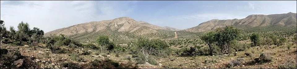 Ghanimi Jungle جنگل غنیمی - panoramio — Fars, Iran