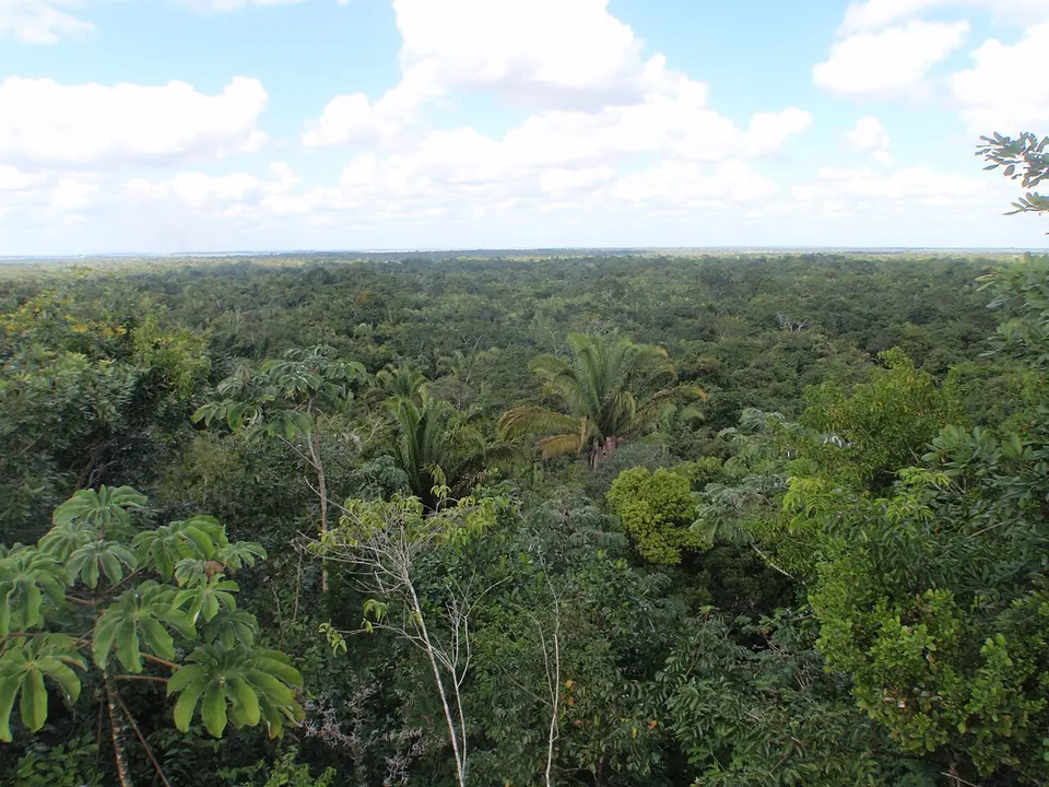 Forest canopy in Belize — Orange Walk, Belize